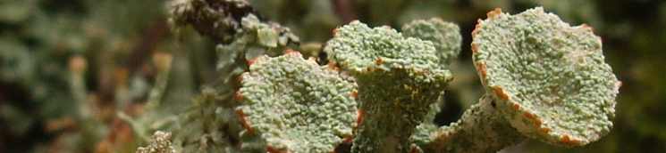 Líquen (Cladonia sp.) Pinar de Valsaín (Segovia). Autor: José Luis Rubio (MAGRAMA)