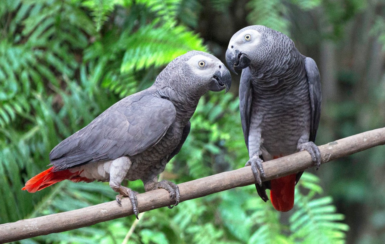 Dos ejemplares de loros