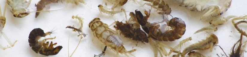 Muestra de macroinvertebrados bentónicos para la evaluación del estado ecológico