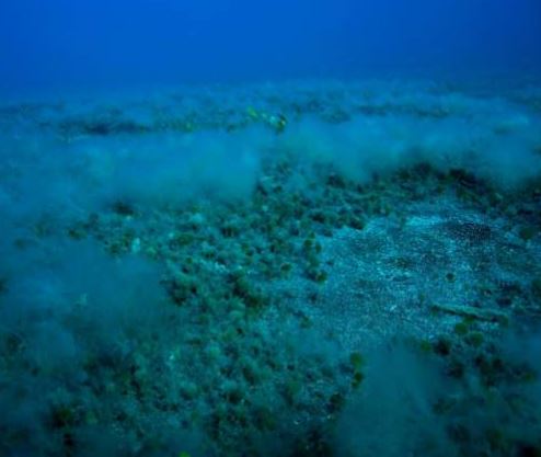 Arenas y arenas fangosas infralitorales y circalitorales