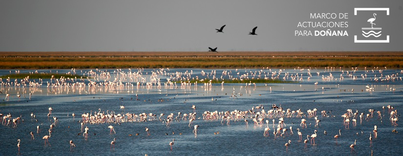 Marco actuaciones para Doñana